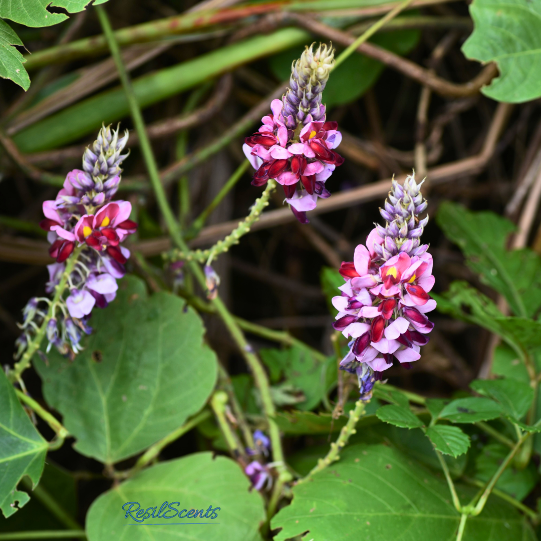Kudzu