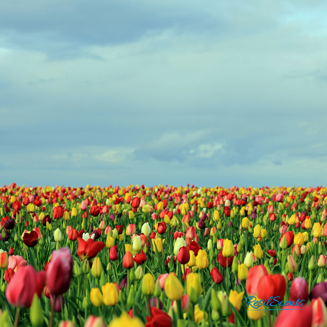 Tulip Fields